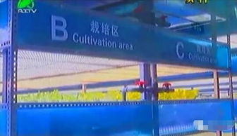 掀開植物工廠的智慧面紗 三安植物照明工廠項目本月底投產(chǎn)，引領(lǐng)現(xiàn)代農(nóng)業(yè)新篇章